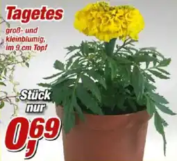 Posten Börse Tagetes Angebot