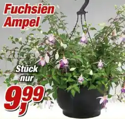 Posten Börse Fuchsien Ampel Angebot