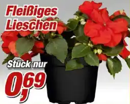 Posten Börse Fleißiges Lieschen Angebot