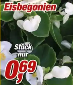 Posten Börse Eisbegonien Angebot