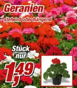 Posten Börse Geranien stehend oder hängend Angebot