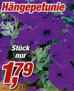 Posten Börse Hängepetunie Angebot