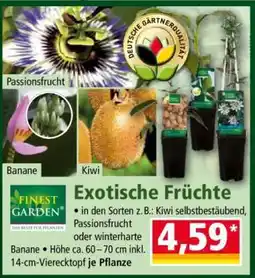 Norma Exotische Früchte Angebot