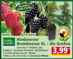 Norma Himbeeren/ Brombeeren XL – die Großen Angebot