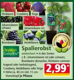 Norma Spalierobst Angebot