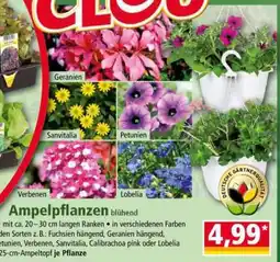 Norma Ampelpflanzen Angebot