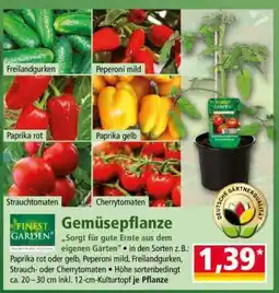 Norma Gemüsepflanze Angebot