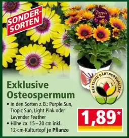 Norma Exklusive Osteospermum Angebot