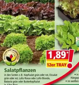 Norma Salatpflanzen Angebot