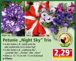 Norma Petunie „Night Sky“ Trio Angebot