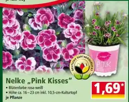 Norma Nelke „Pink Kisses“ Angebot