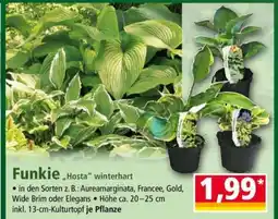 Norma Funkie Angebot
