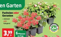 Thomas Philipps Fuchsien oder Geranien Angebot