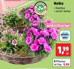 Thomas Philipps Nelke Angebot
