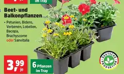 Thomas Philipps Beet- und Balkonpflanzen Angebot