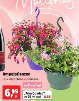 Thomas Philipps Ampelpflanzen Angebot