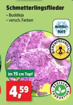 Thomas Philipps Schmetterlingsflieder Angebot