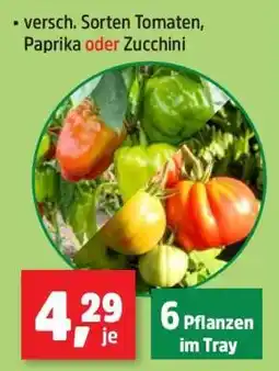 Thomas Philipps versch. Sorten Tomaten, Paprika oder Zucchini Angebot