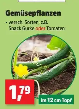 Thomas Philipps Gemüsepflanzen Angebot