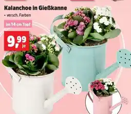 Thomas Philipps Kalanchoe in Gießkanne Angebot