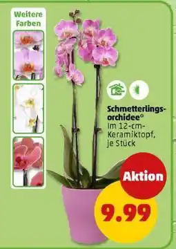 PENNY Schmetterlings-Orchidee Angebot