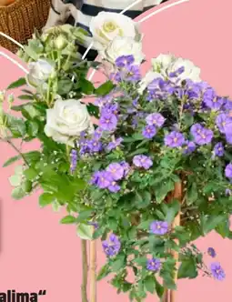 Thomas Philipps Rosenstamm Angebot