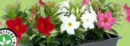 Thomas Philipps Dipladenia Angebot