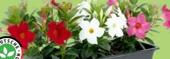 Thomas Philipps Dipladenia Angebot