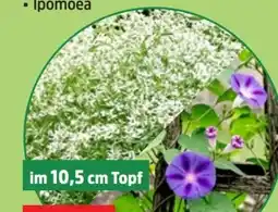 Thomas Philipps Zauberschnee Angebot