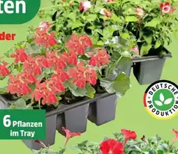 Thomas Philipps Fuchsien Angebot