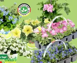 Thomas Philipps Beetpflanzen Angebot