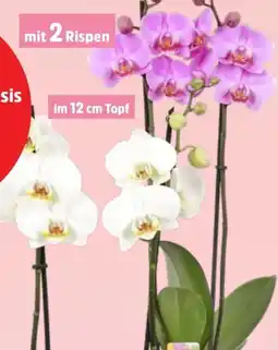 Thomas Philipps Orchideen Phalaenopsis Angebot