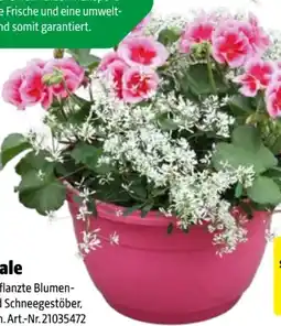 Hagebau Bepflanzte Schale Angebot