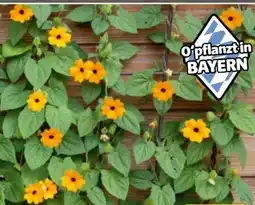 Hagebau Schwarzäugige Susanne Thunbergia alata Angebot