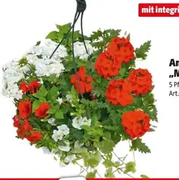 Hagebau Ampelpflanzen Angebot