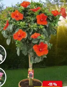 Hagebau Roseneibisch Hibiskus Rosa-Sinensis Angebot