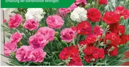 Hagebau Nelken Dianthus Angebot