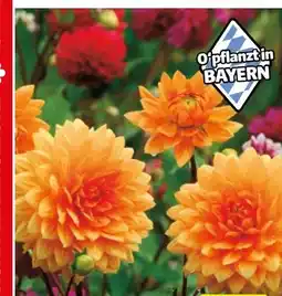 Hagebau Dahlien Angebot