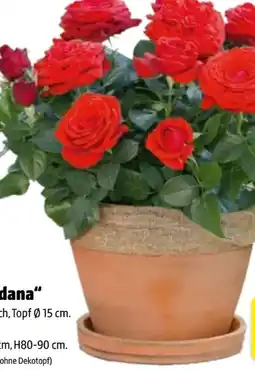 Hagebau Rosen Rosa Kordana Angebot