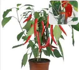 Hagebau Gemüse Pick & Joy Angebot