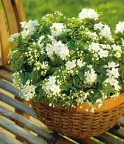 Hagebau Sommerjasmin Solanum Jasminoides Angebot
