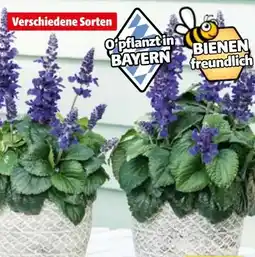 Hagebau Bienenfreundliche Pflanzen Angebot