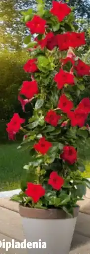 Hagebau Dipladenia Angebot
