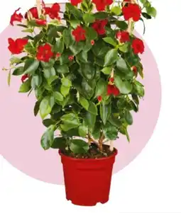 Hagebau Dipladenia am Spalier Angebot
