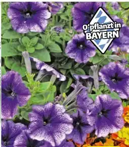 Hagebau Petunia Angebot