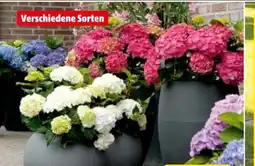 Hagebau Freilandhortensien Hydrangea Macrophylla Angebot