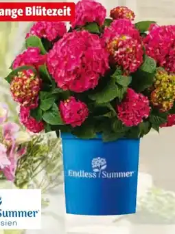 Hagebau Endless Summer Collection Hortensie Angebot