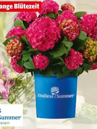 Hagebau Endless Summer Collection Hortensie Angebot