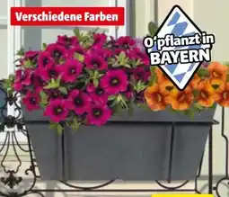 Hagebau Zauberglöckchen Calibrachoa Angebot