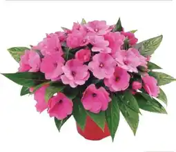 Hagebau Edellieschen Impatiens Neuguinea Angebot